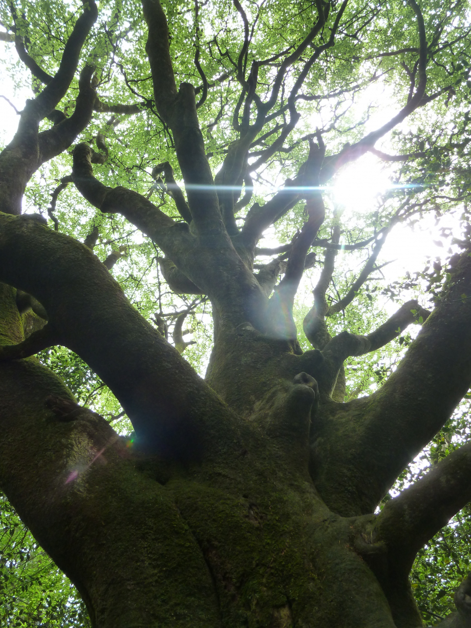 Brocéliande juin 2012 031.JPG