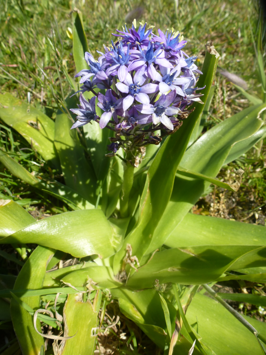 Ile de batz I mai 2014 038.JPG