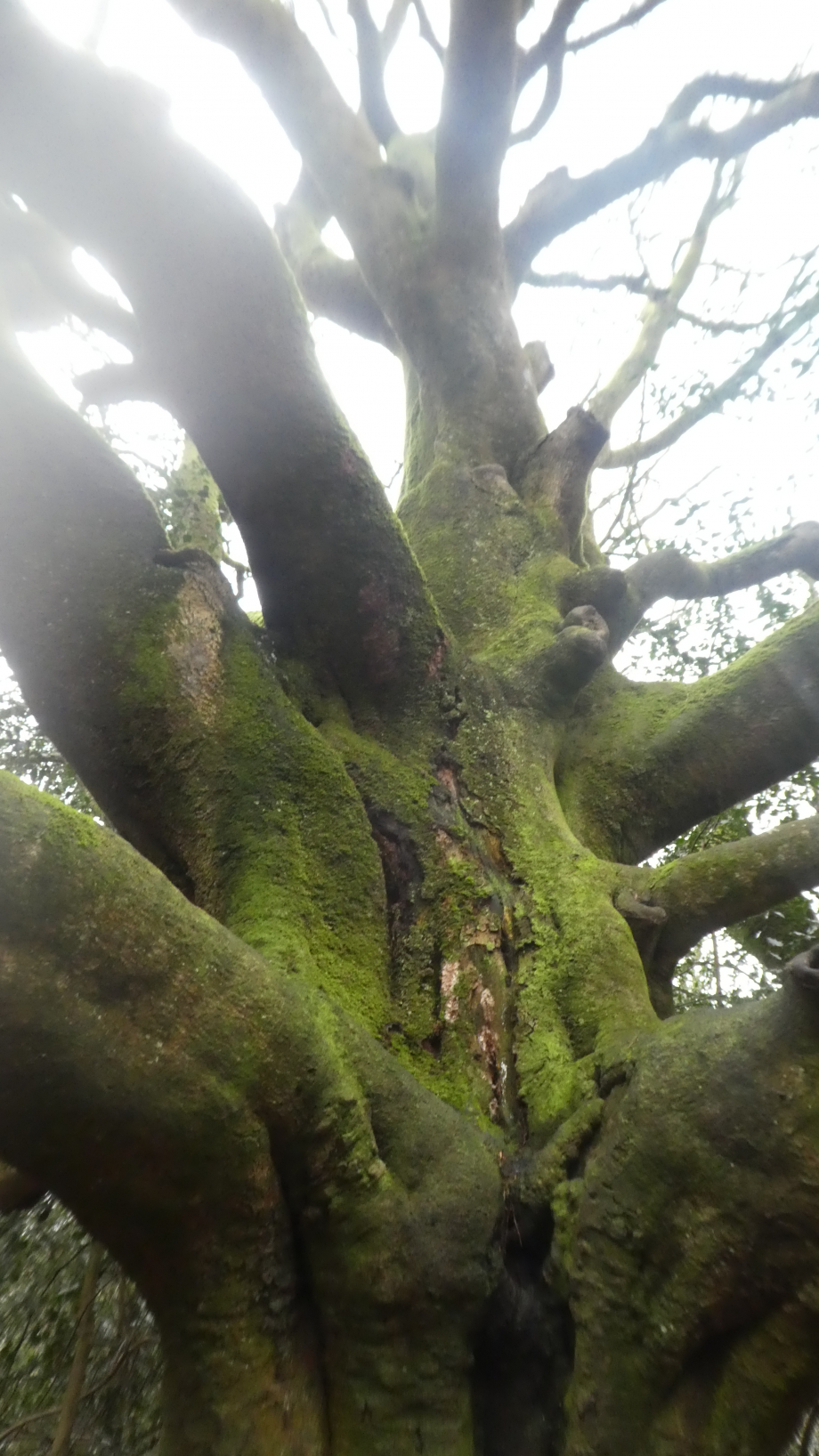 Brocéliande Monteneuf 01 2021 116.JPG