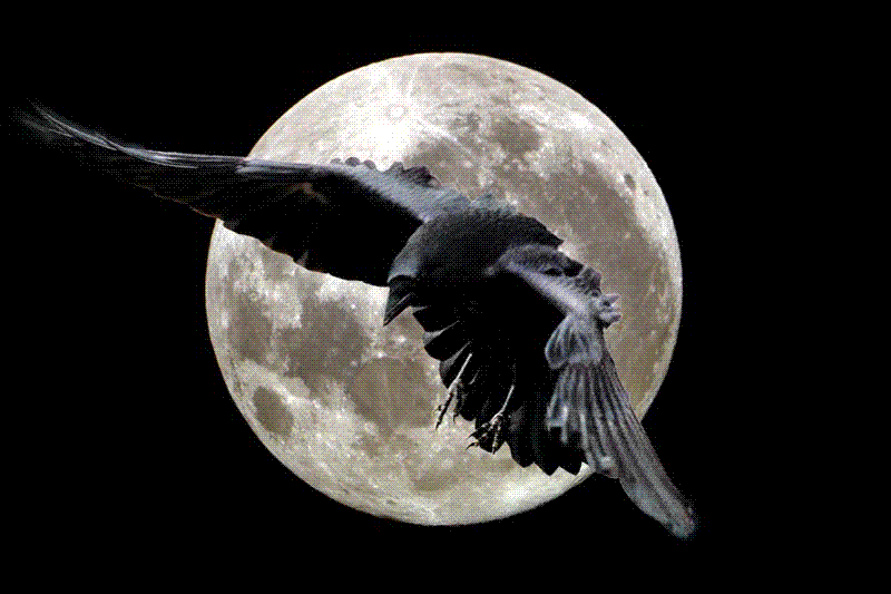 RavenMoon.GIF