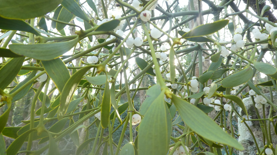 Brocéliande Monteneuf 01 2021 015.JPG