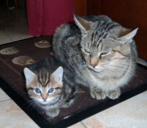 Tika et Soso, chats de Béré98