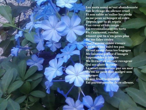 Fleurs bleues d'antan