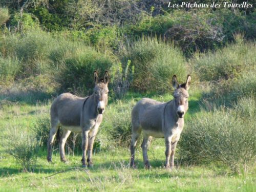 Anesses de Provence - Alpille et Altesse