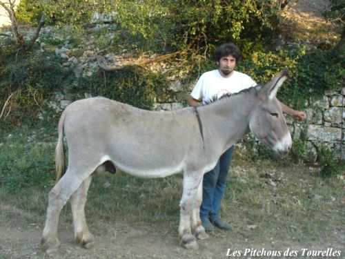 Jerry - Baudet approuvé âne de Provence