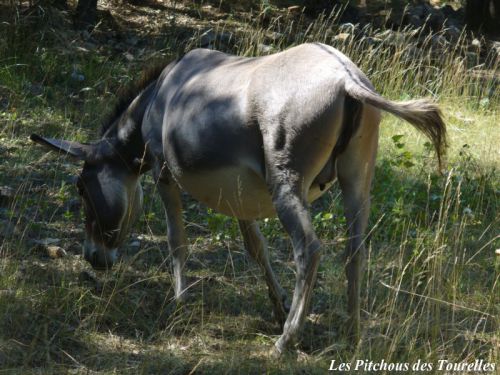 Le pis (les mamelles), la dilatation de la vulve... tout est au rendez-vous pour une mise bas imminente !