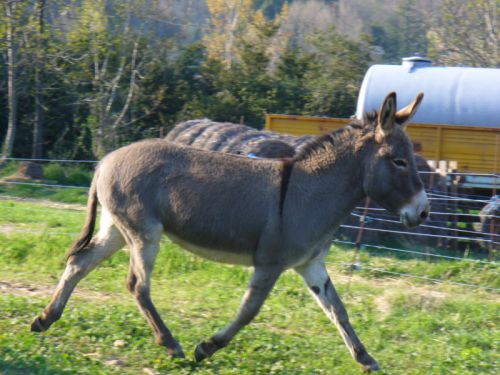 ALPILLE au trot !