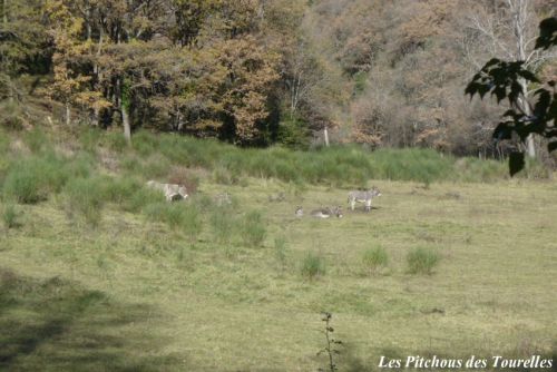 Jerry et son harem profitant d'une jolie matinée hivernale...