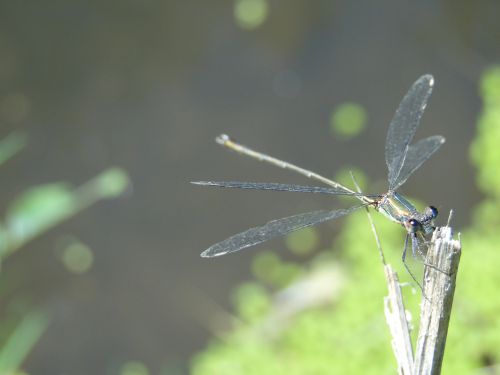 Lestes viridis male