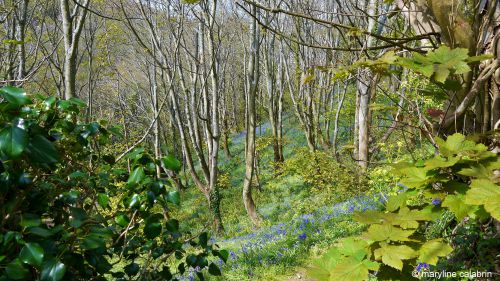 Blue Bell Woods, Guernsey