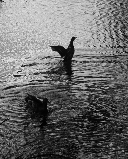 Ducks in Black n' white