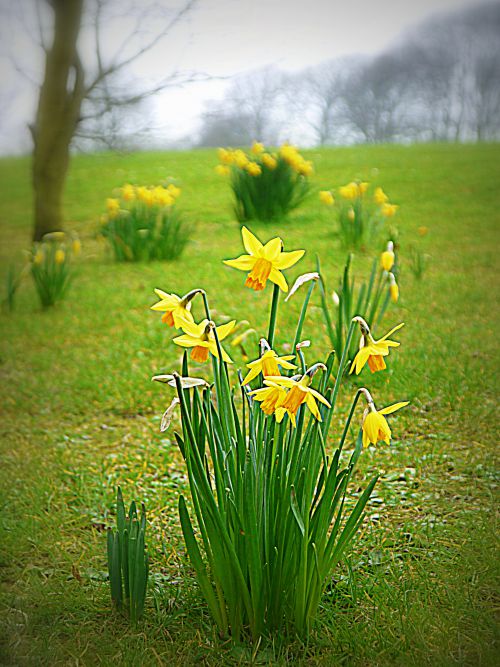 Spring Daffodills