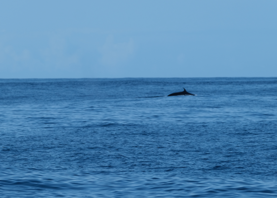 Baleine en vue !