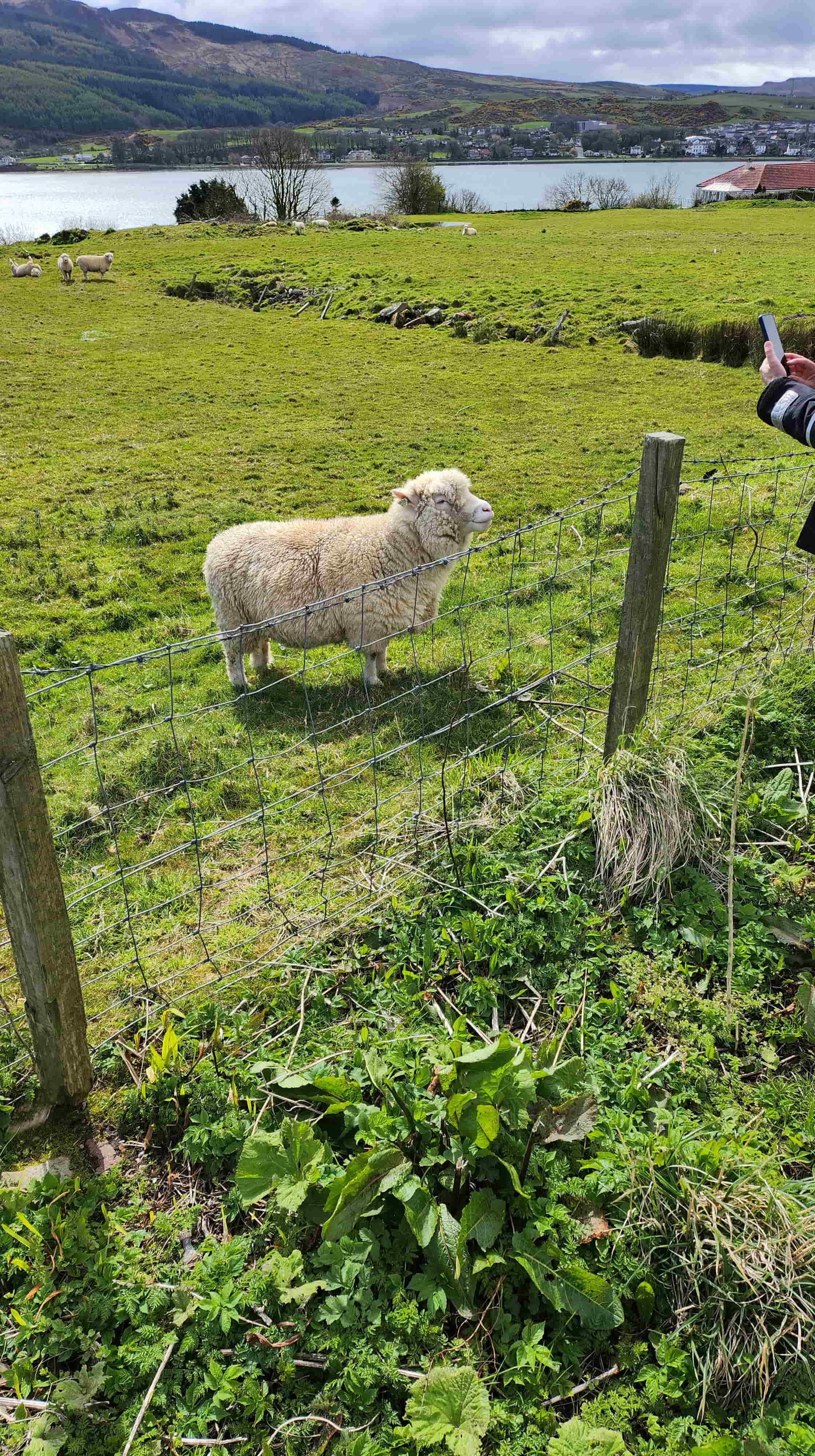 Et des moutons ecossais