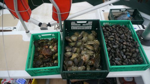 Orgie d'huitre, de moules et de crabes