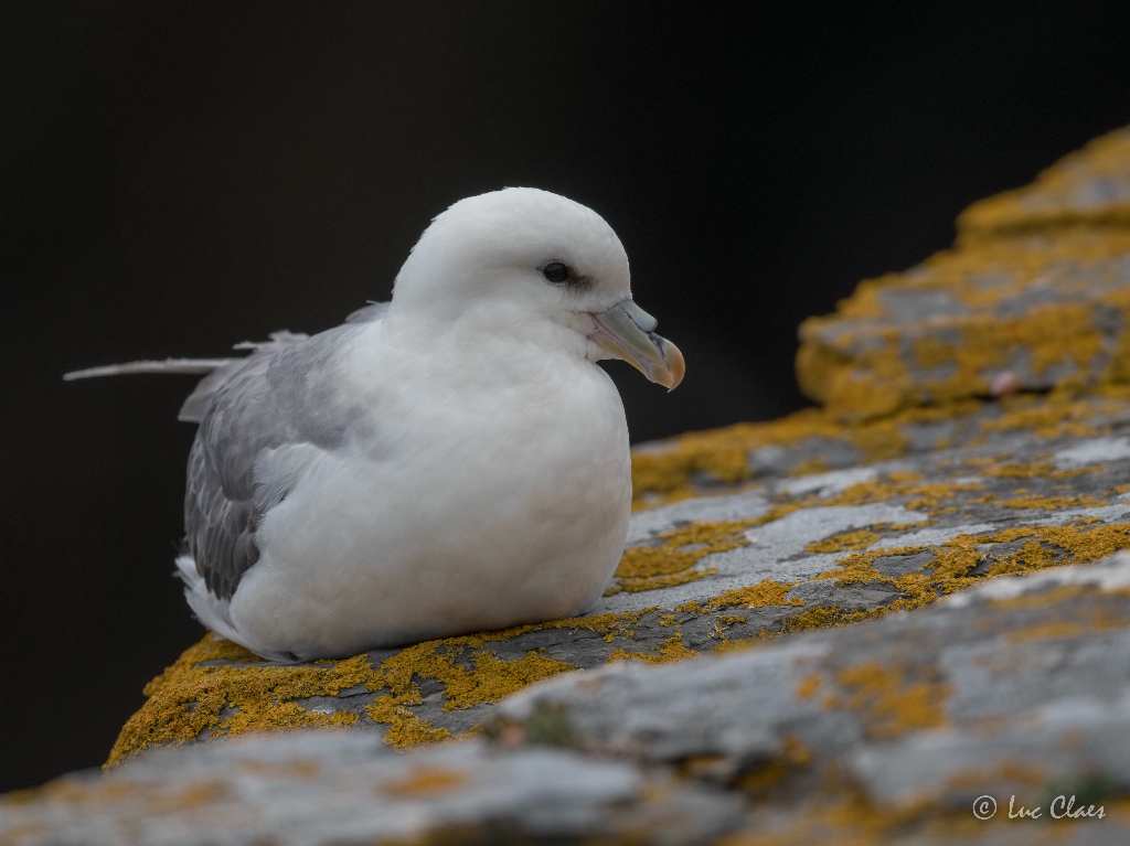 fulmar boreal