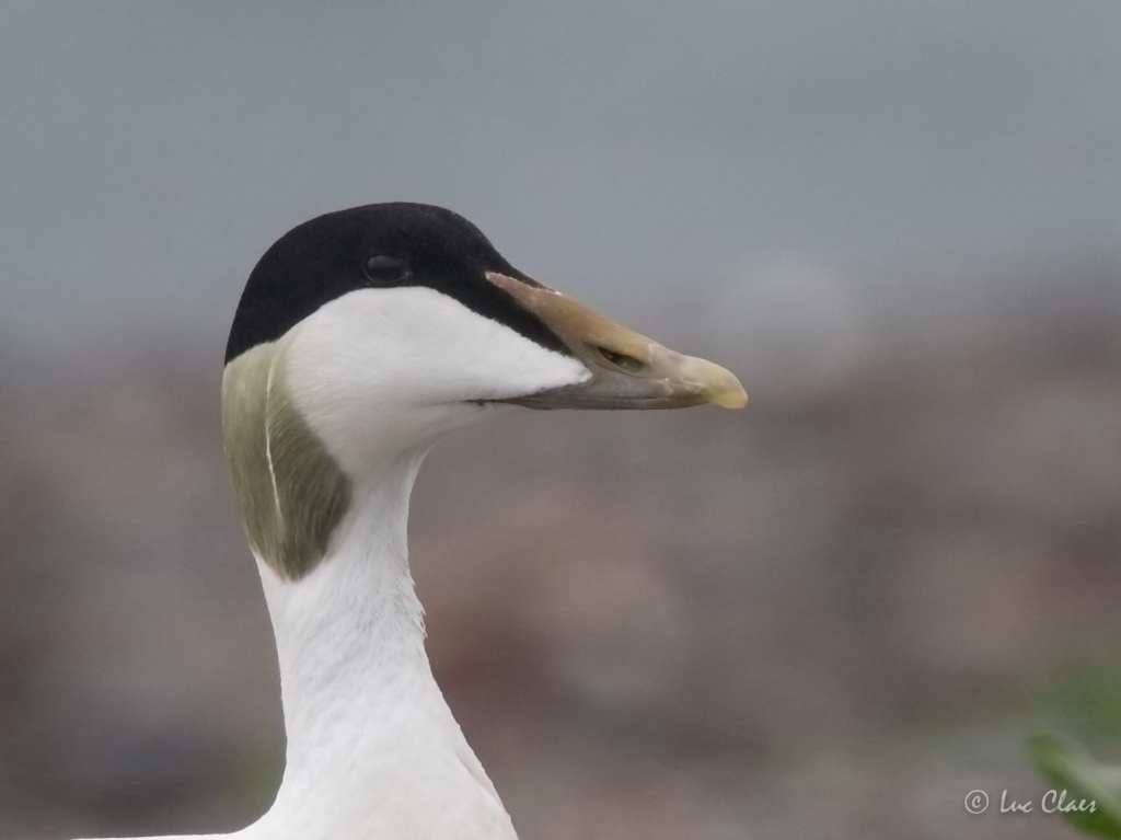 eider a duvet