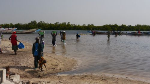 dechargement du poisson