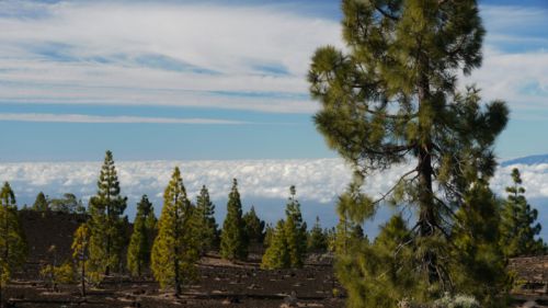 Tenerife