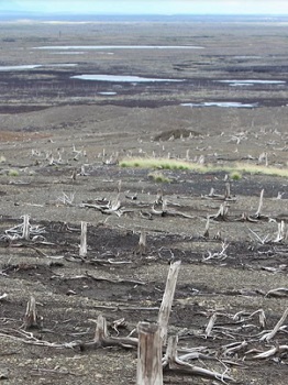 Transsiberien 47 Forêts polluées de l'Oural 350 x 262.jpg