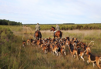 11 - Chasse à courre 350 x 240.jpg