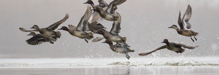 34 - Canards 700 x 240.JPG