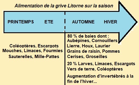 3 - nourriture de la grive.jpg