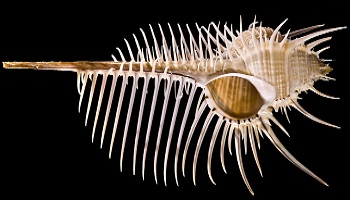 Murex-Pecten 350 x 200.jpg