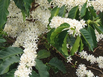 Fleurs doubles d'Arabica 350 x 260.JPG