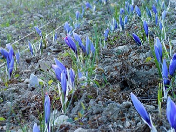 18 - crocus sativus en fleur 350 x 262 .jpg