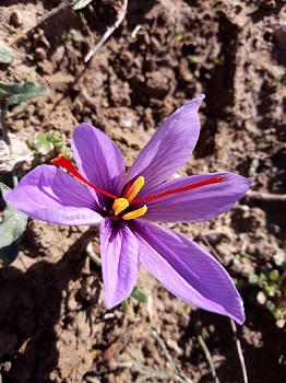 21 - Fleur de crocus 262 x 350.jpg