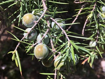 14 - Genièvre 350 x 262.JPG