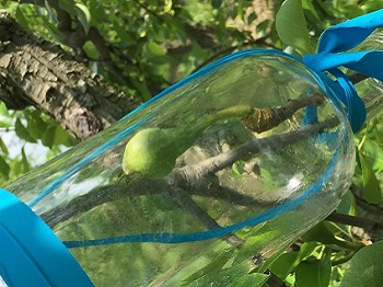 35 - Poires en bouteille 350 x 262.jpg