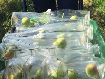 34 - Poires en bouteillées 350 x 262.jpg
