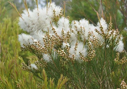 30 - melaleuca-alternifolia 6.jpg