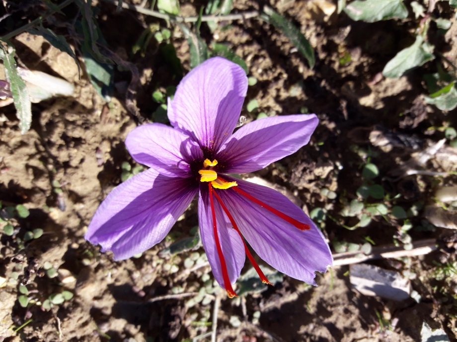 SAFRAN TUBE Prix au tube 1gr, Stigmate poudre (Crocus sativus