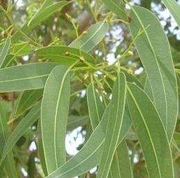 Eucalyptus_citronné.jpg