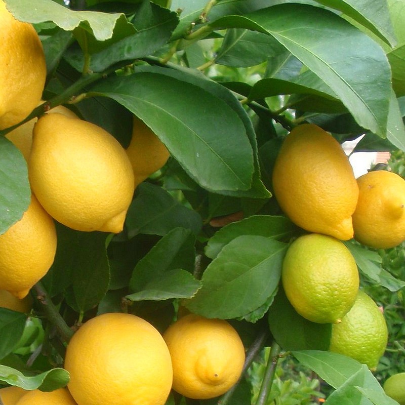 citronnier.jpg