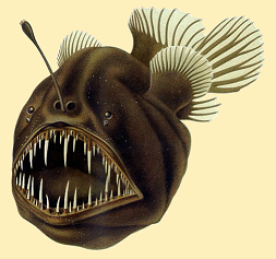 28_Humpback_anglerfish.png