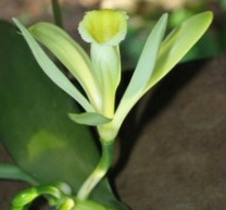 10 - Fleur de Vanille 5.jpg