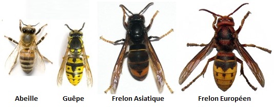 frelon asiatique 9 - comparaison avec autres abeilles et guèpes.jpg