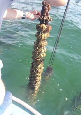 24 - Faisceau de Cordelette d'huîtres de 12 mois.jpg
