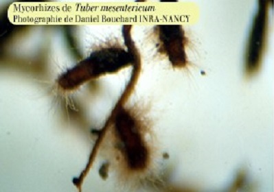 1 - 15 - Mycorizes de Tuber uncinatum.jpg