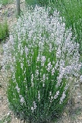 14 2 Lavande blanche Edelweiss _ lavadula angustifolia (plante).jpg