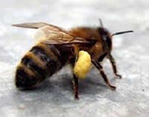 15 - 2 abeille chargée de pollen.jpg
