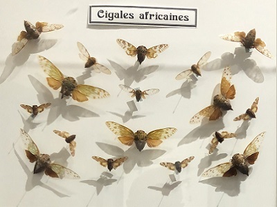 5 - Cigales Afrique.jpg