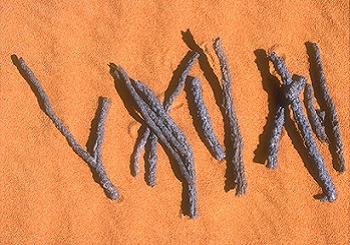 Fulgurites du Sahara 350 x 245.jpg