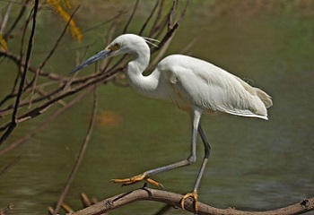 36 - Europa Aigrette Dimorphe 350 x 240.JPG