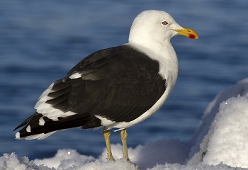 78 - Amsterdam goeland-dominicain-antarctique 350 x 240.jpg