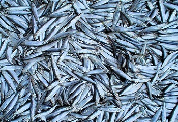 18 - sardines 350 x 240.jpg